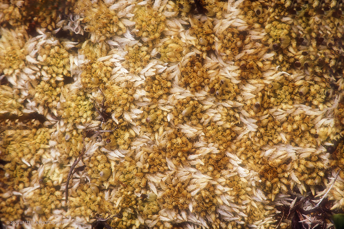 162 SIBERIA.jpg - Luglio/Agosto 1992. Siberia, terra dei Chukchi. Nell'oceano artico  125 Km a nord-est della penisola dei Chukchi (Siberia) c'Ã¨ l'isola di Wrangel, essa ospita piÃ¹ del doppio di specie vegetali (417) di qualsiasi territorio artico a paritÃ  di superficie nonchÃ¨ 30 specie diverse di uccelli oltre ad orsi polari, foche e trichechi ; per questo motivo   Ã¨ stata proclamata patrimonio dell'umanitÃ  dall'UNESCO. Nella foto baia di Laurentja, l'ambiente umido favorisce la crescita di vari tipi di sfagni.